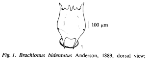 Brachionus bidentatus