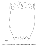 Brachionus bidentatus
