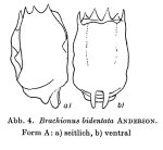 Brachionus bidentatus
