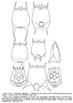 Brachionus bidentatus