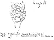Brachionus bidentatus