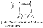 Brachionus bidentatus