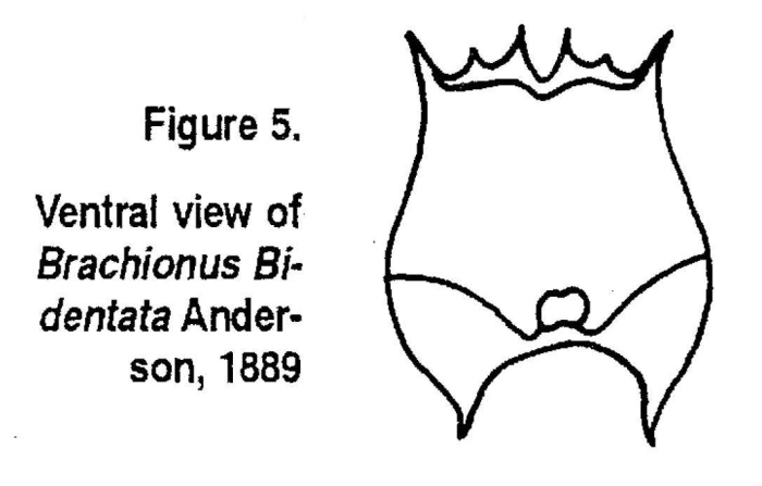 Brachionus bidentatus Brachionus bidentatus