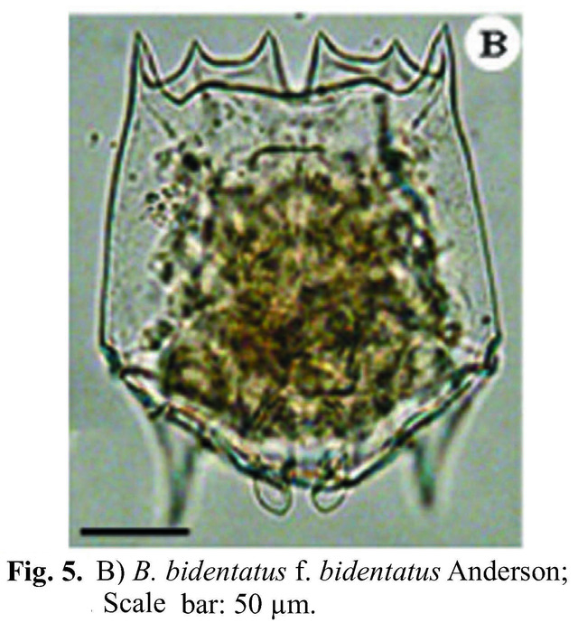 Brachionus bidentatus Brachionus bidentatus