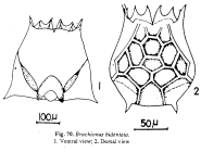 Brachionus bidentatus