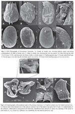 Brachionus bidentatus