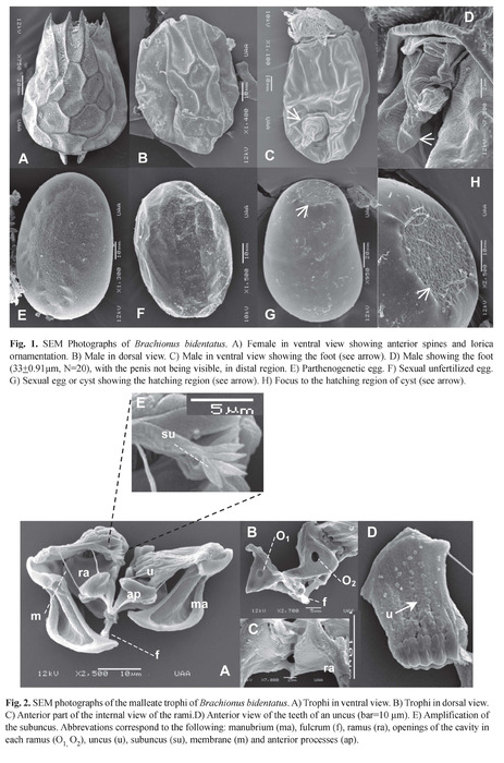 Brachionus bidentatus Brachionus bidentatus