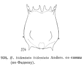 Brachionus bidentatus
