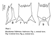 Brachionus bidentatus