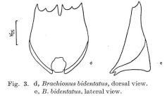 Brachionus bidentatus