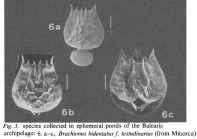Brachionus bidentatus