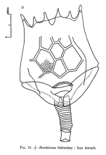 Brachionus bidentatus