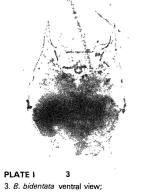Brachionus bidentatus
