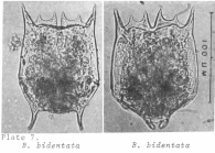 Brachionus bidentatus