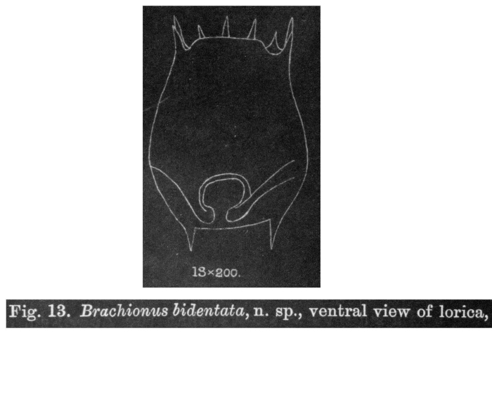 Brachionus bidentatus Brachionus bidentatus