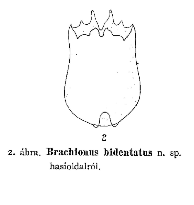 Brachionus bidentatus - Original description image
