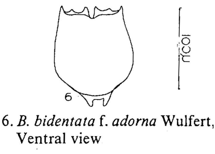 Brachionus bidentatus f. adornus