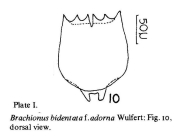 Brachionus bidentatus f. adornus