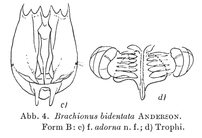 Brachionus bidentatus f. adornus - Original description image
