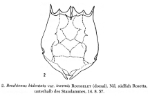 Brachionus bidentatus f. inermis