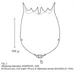 Brachionus bidentatus f. inermis