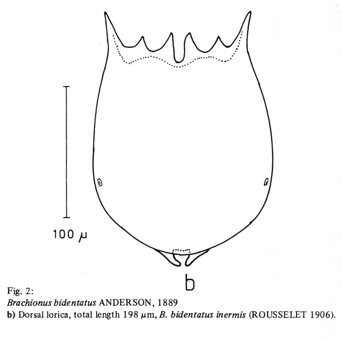 Brachionus bidentatus f. inermis