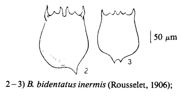 Brachionus bidentatus f. inermis Brachionus bidentatus f. inermis