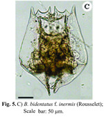 Brachionus bidentatus f. inermis