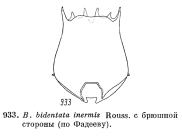 Brachionus bidentatus f. inermis