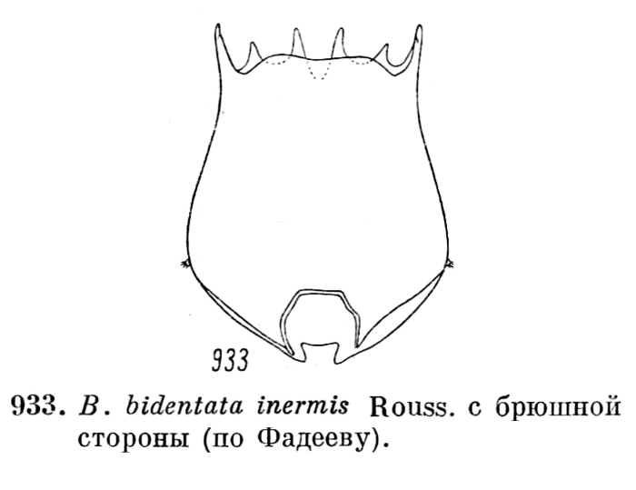 Brachionus bidentatus f. inermis Brachionus bidentatus f. inermis