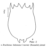 Brachionus bidentatus f. inermis