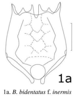 Brachionus bidentatus f. inermis