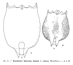 Brachionus bidentatus f. inermis