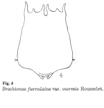 Brachionus bidentatus f. inermis - Original description image