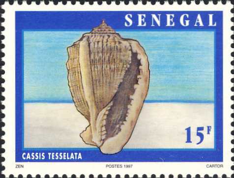 Cassis tessellata