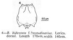 Brachionus bidentatus f. testudinarius