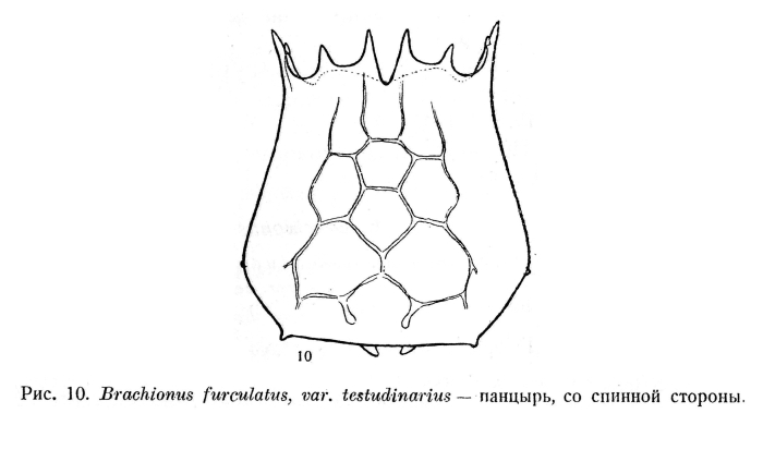 Brachionus bidentatus f. testudinarius Brachionus bidentatus f. testudinarius
