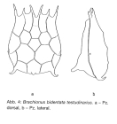 Brachionus bidentatus f. testudinarius