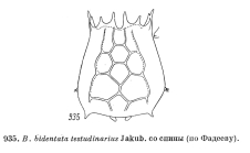 Brachionus bidentatus f. testudinarius