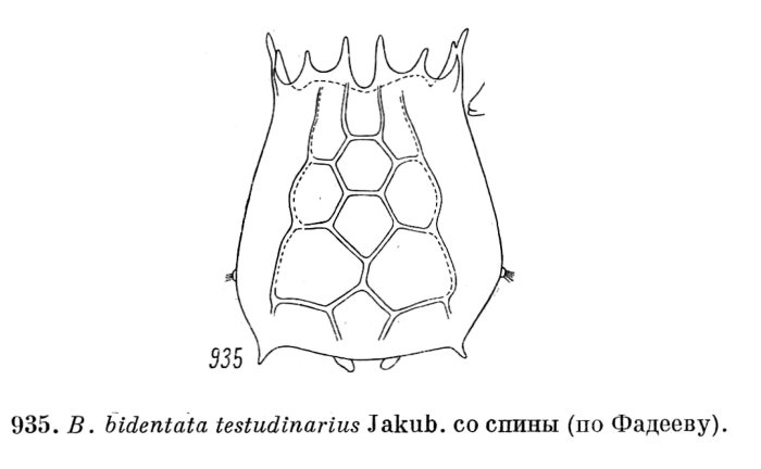 Brachionus bidentatus f. testudinarius Brachionus bidentatus f. testudinarius
