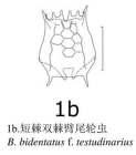 Brachionus bidentatus f. testudinarius