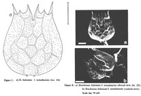 Brachionus bidentatus f. testudinarius