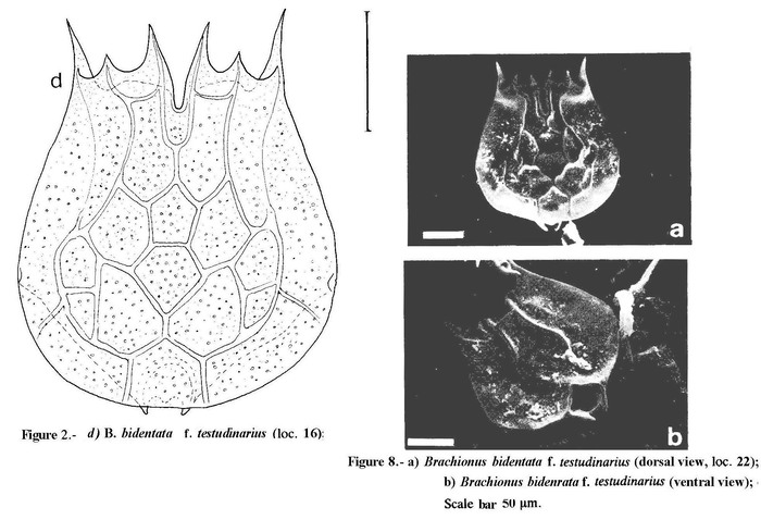 Brachionus bidentatus f. testudinarius Brachionus bidentatus f. testudinarius