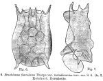 Brachionus bidentatus f. testudinarius - Original description image