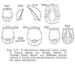 Brachionus bidentatus minor - Original description image