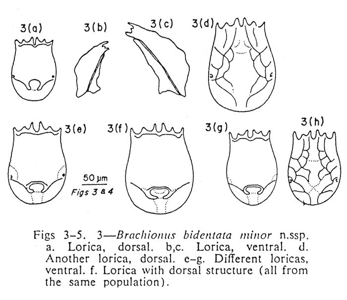 Brachionus bidentatus minor - Original description image