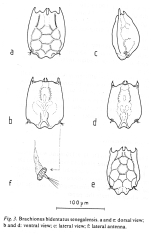 Brachionus bidentatus senegalensis - Original description image