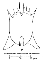 Brachionus bidentatus var. ambidentatus - Original description image