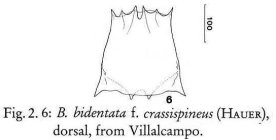 Brachionus bidentatus var. crassispineus