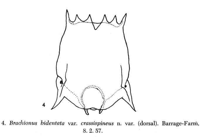 Brachionus bidentatus var. crassispineus - Original description image